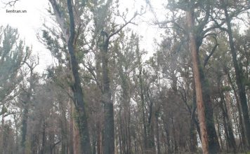 BLACK FOREST IN AUSTRALIA